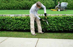 Entretien de jardin avec élagage des résineux et taille des haies et des arbustes   
