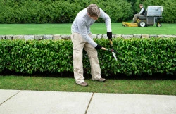 Entretien de jardin avec élagage des résineux et taille des haies et des arbustes   