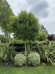 Création de jardin avec une visée thérapeutique pour des patients atteints d'alzheimer  