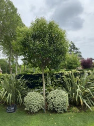 Création de jardin avec une visée thérapeutique pour des patients atteints d'alzheimer  